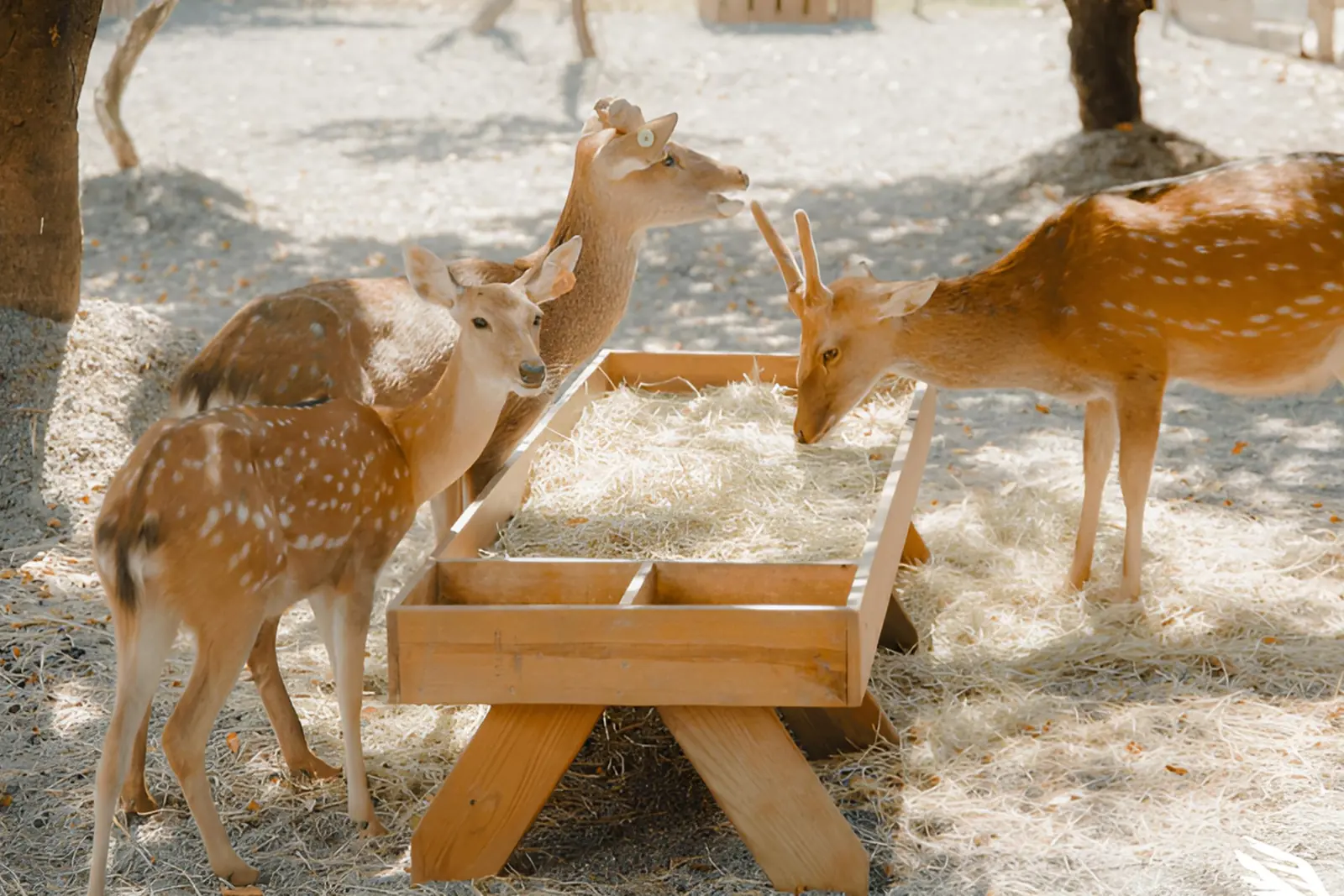 鹿境園區內的梅花鹿在餵食區進食